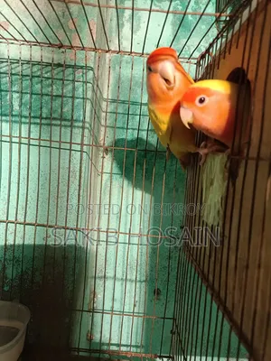 লাভ বার্ড পাখি জোরা