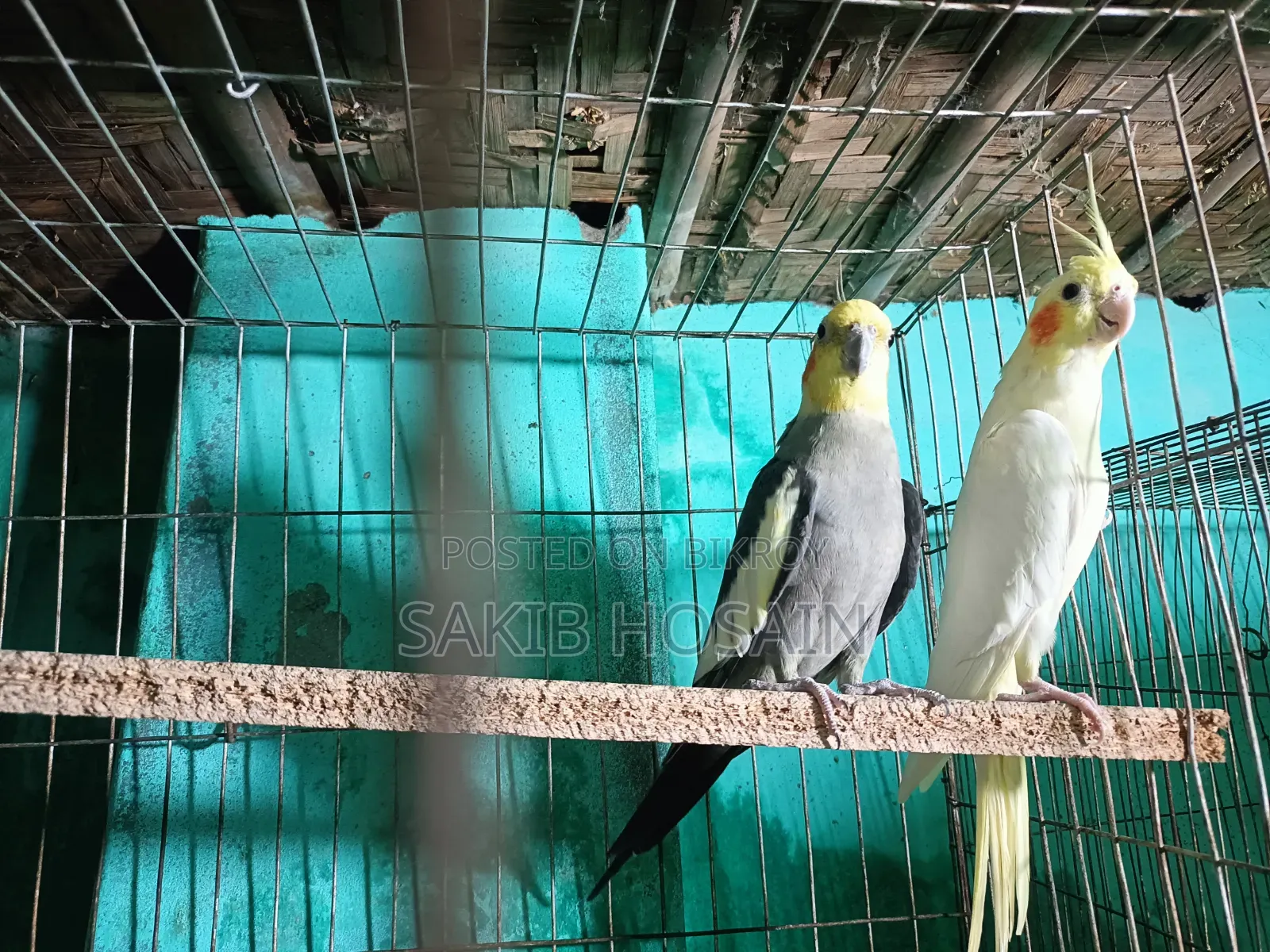 লাভ বার্ড পাখি জোরা