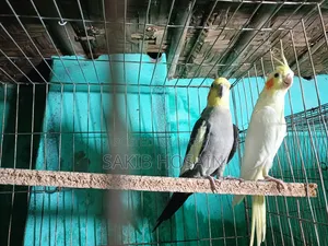 লাভ বার্ড পাখি জোরা