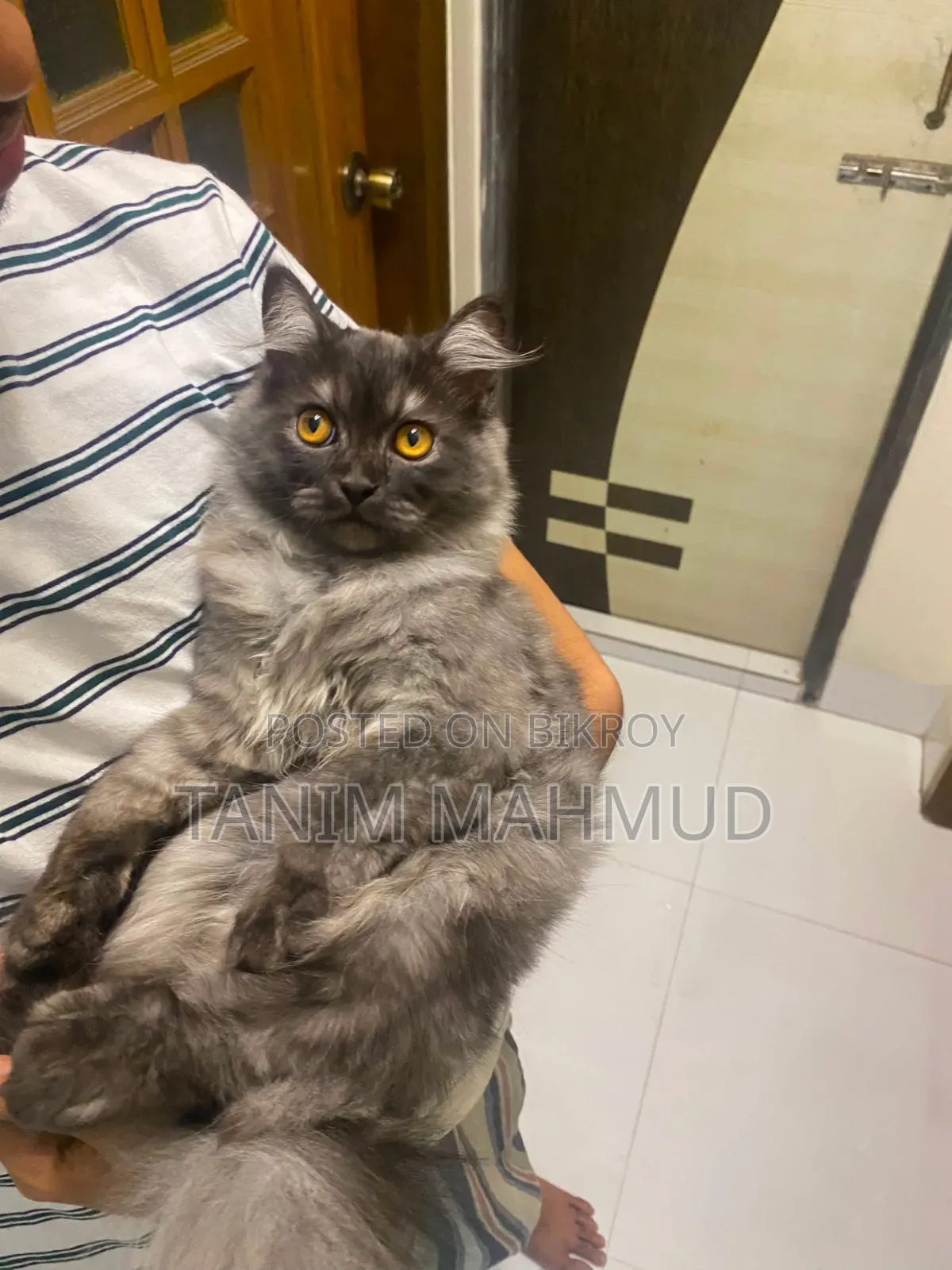 1-3 months Male Purebred Persian