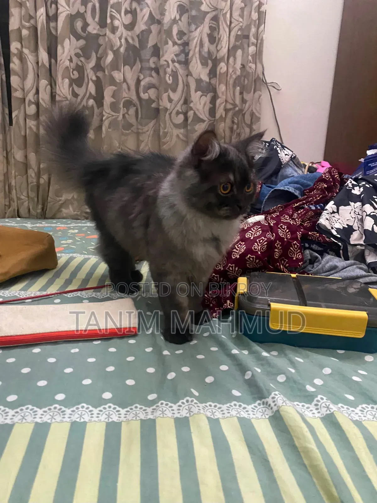 1-3 months Male Purebred Persian