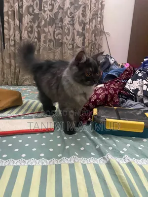 1-3 months Male Purebred Persian