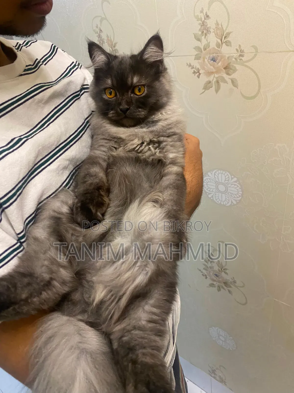 1-3 months Male Purebred Persian