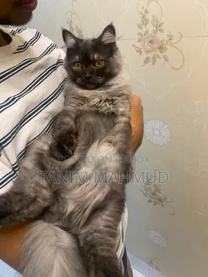 1-3 months Male Purebred Persian