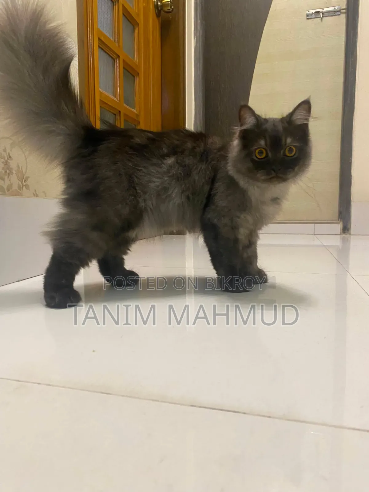 1-3 months Male Purebred Persian