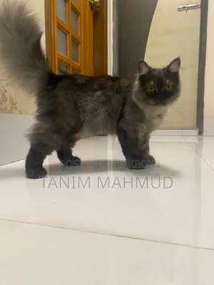 1-3 months Male Purebred Persian