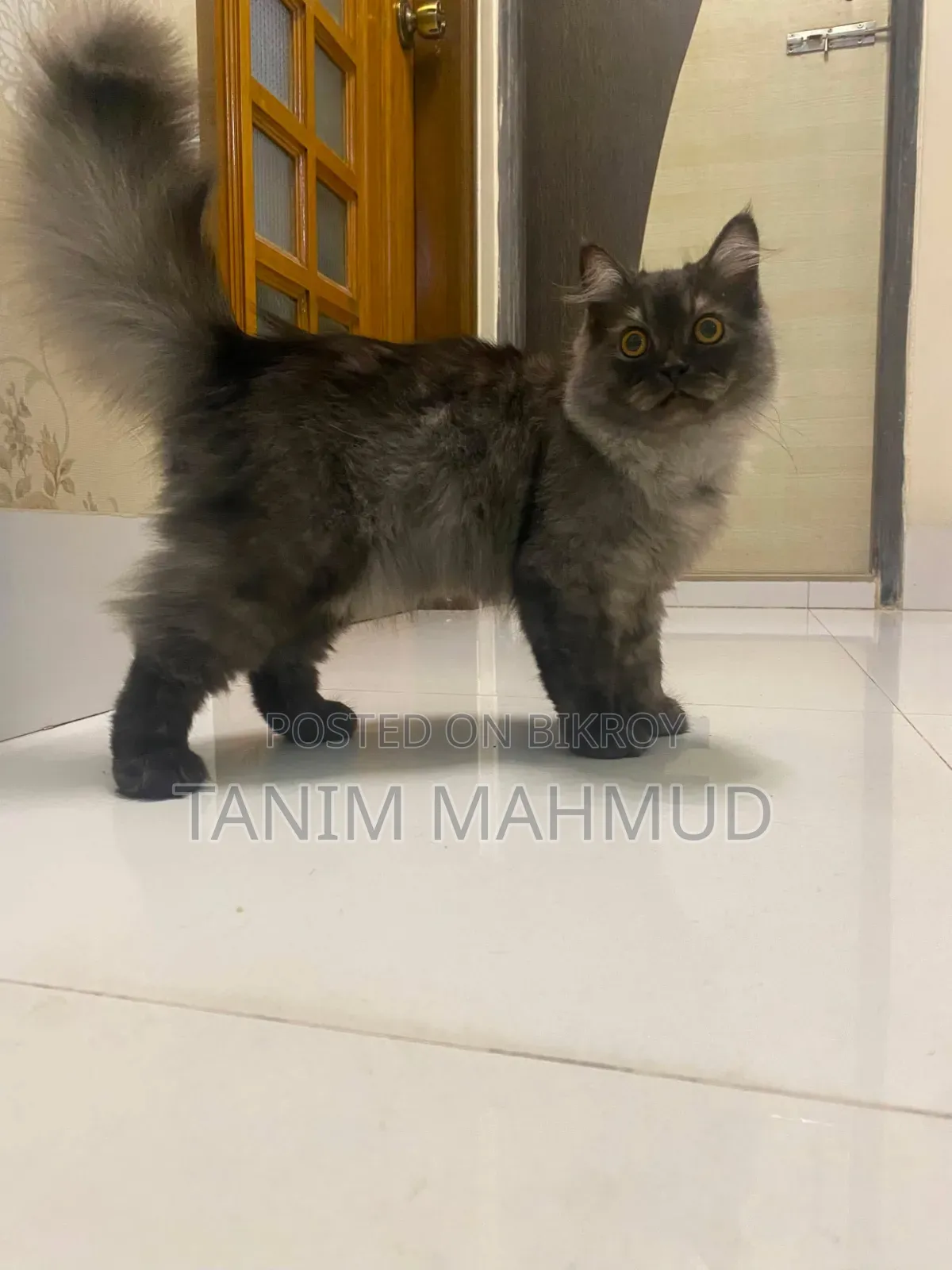 1-3 months Male Purebred Persian