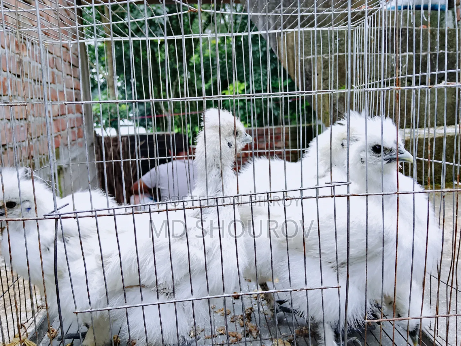 Healthy Silkie Chicken Chicks for Sale