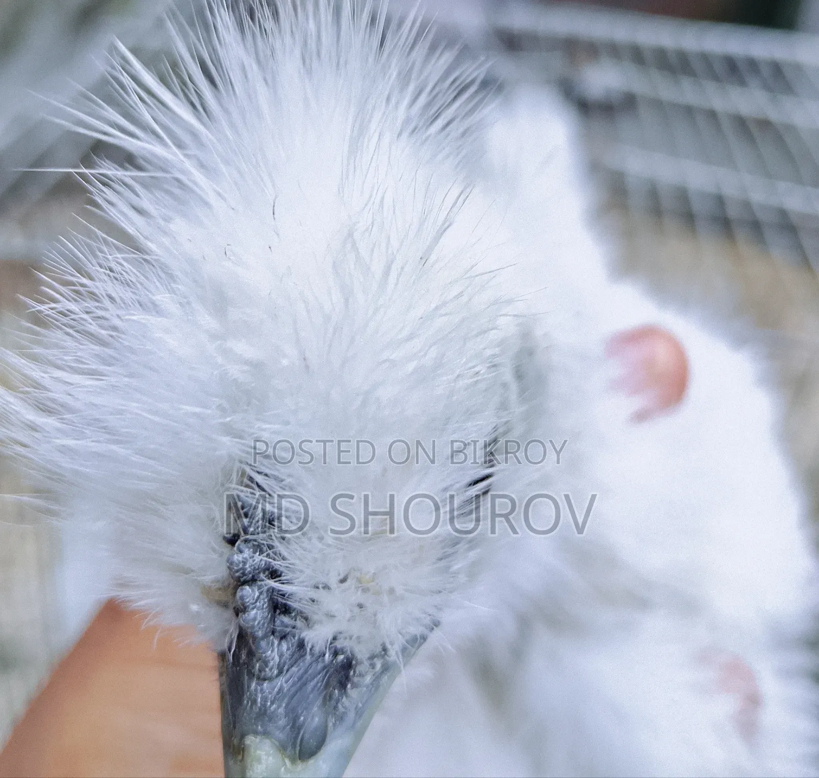 Healthy Silkie Chicken Chicks for Sale