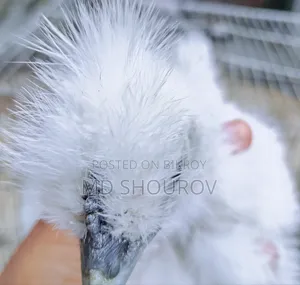 Healthy Silkie Chicken Chicks for Sale