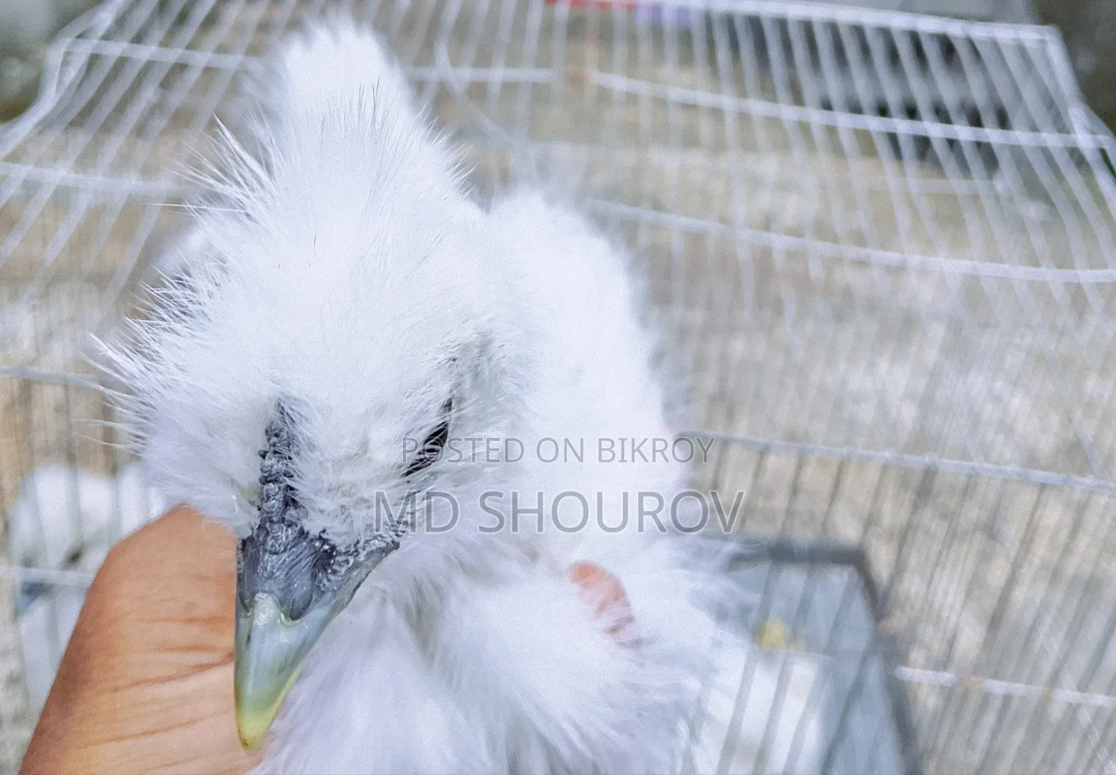 Healthy Silkie Chicken Chicks for Sale
