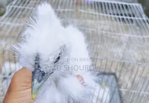 Healthy Silkie Chicken Chicks for Sale