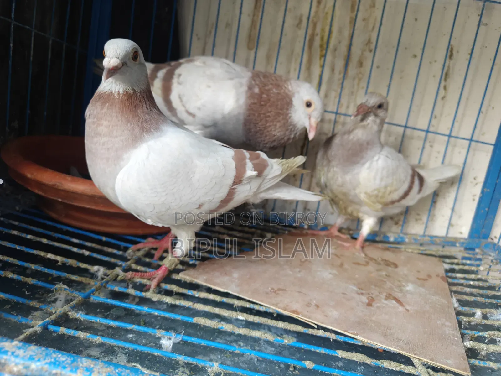 রানিং মিলি রেসার