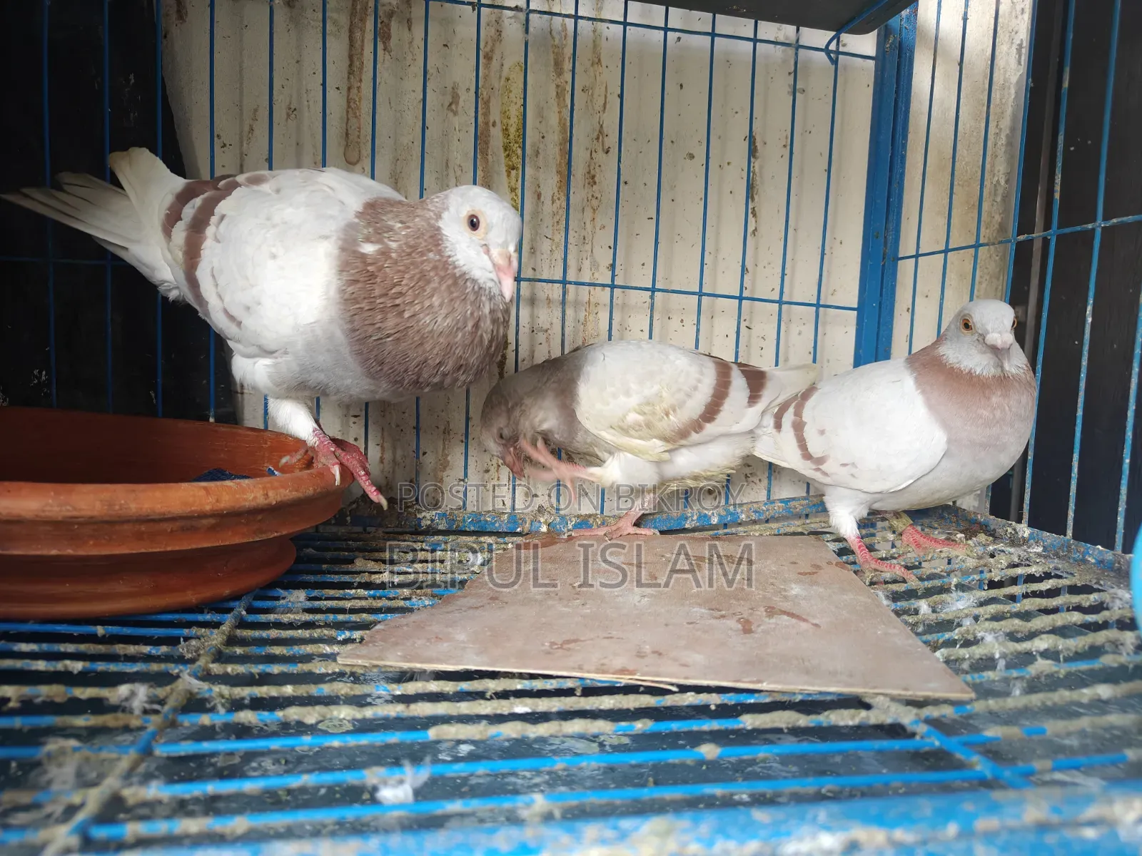 রানিং মিলি রেসার