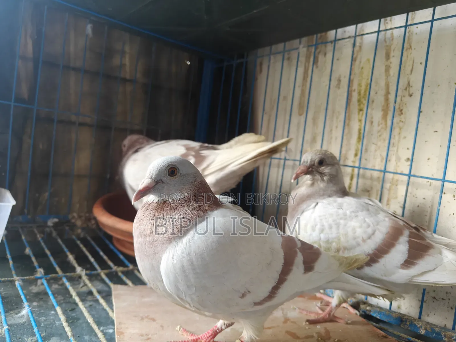 রানিং মিলি রেসার