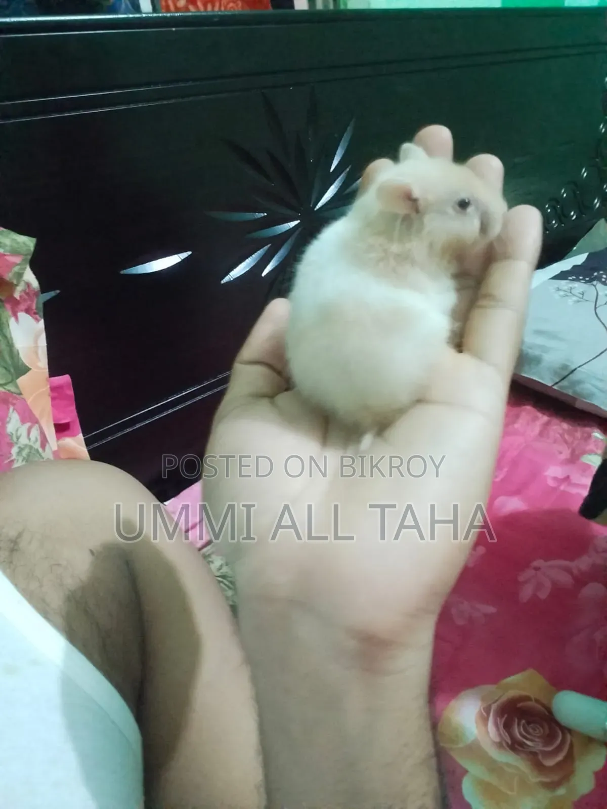 Syrian Hamster