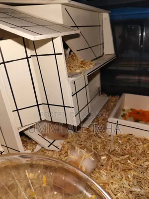 Syrian Hamster