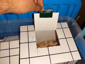 Syrian Hamster
