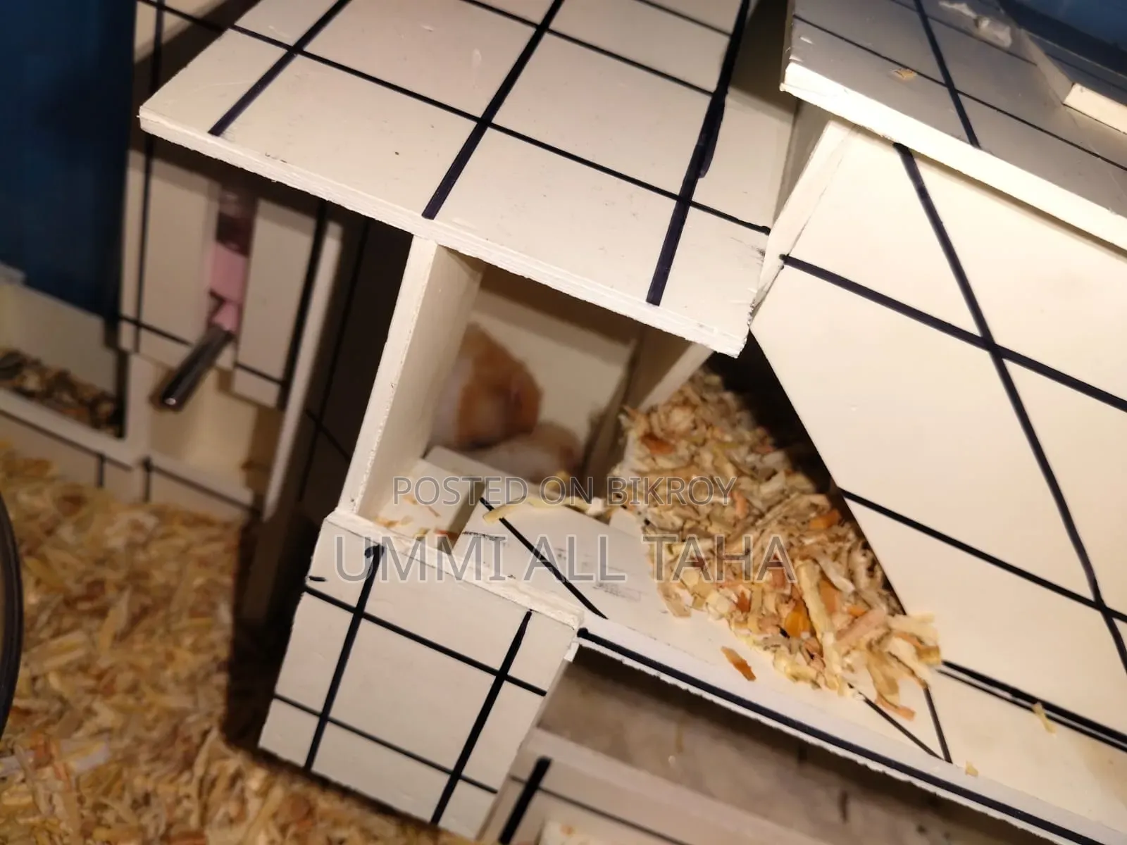 Syrian Hamster