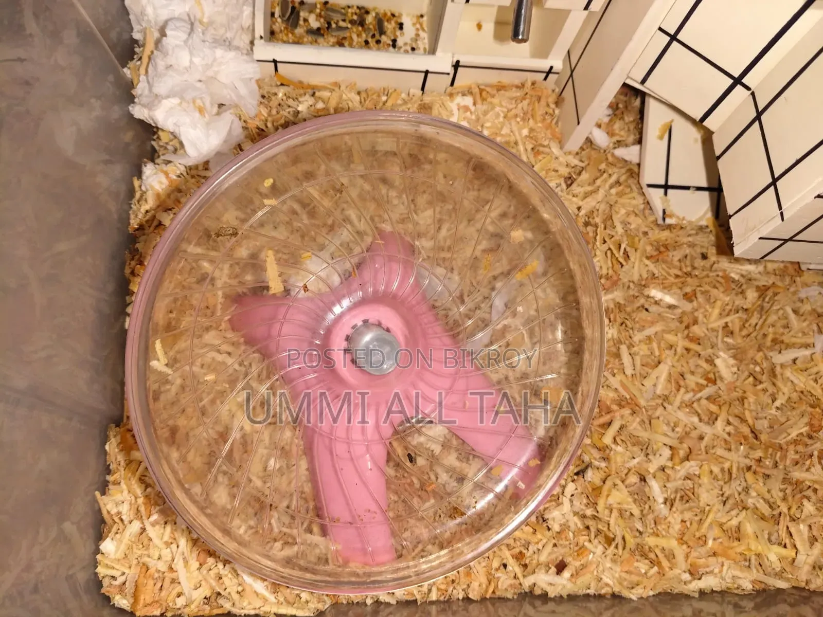 Syrian Hamster