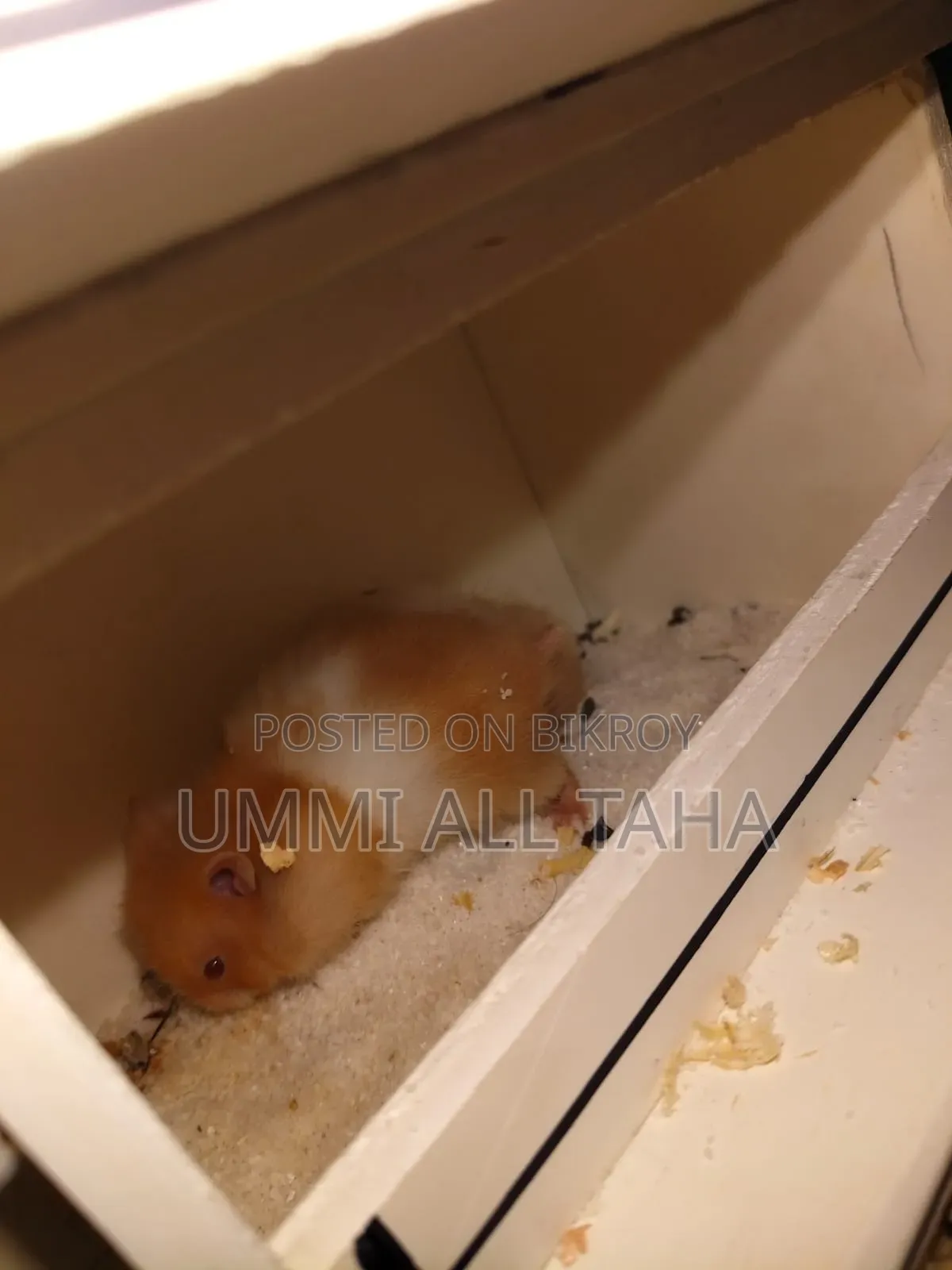Syrian Hamster