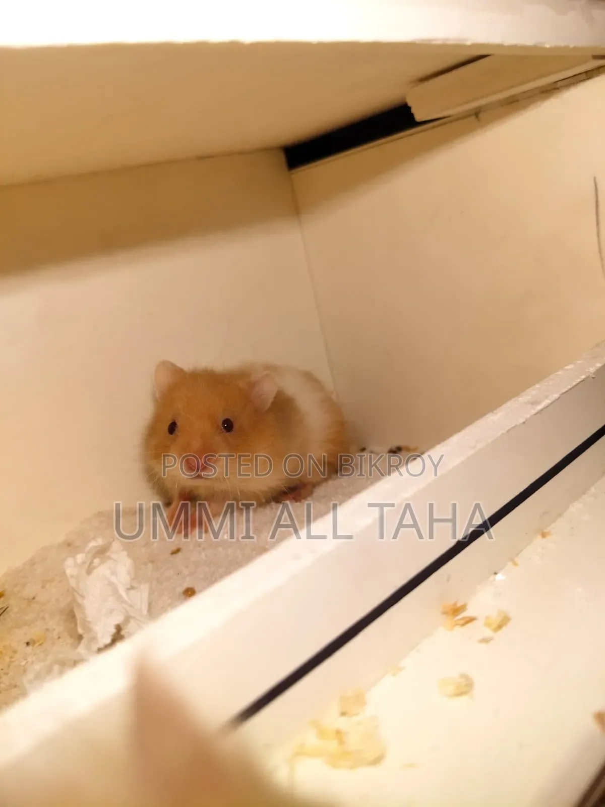 Syrian Hamster