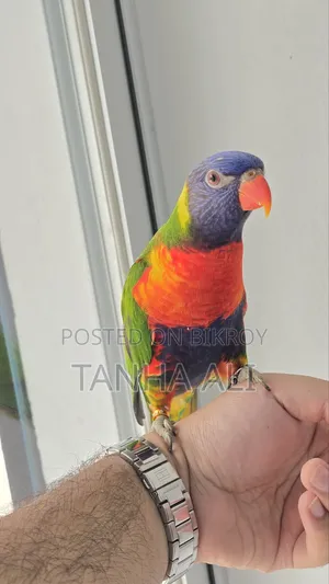 Yellow Collared Lorikeet