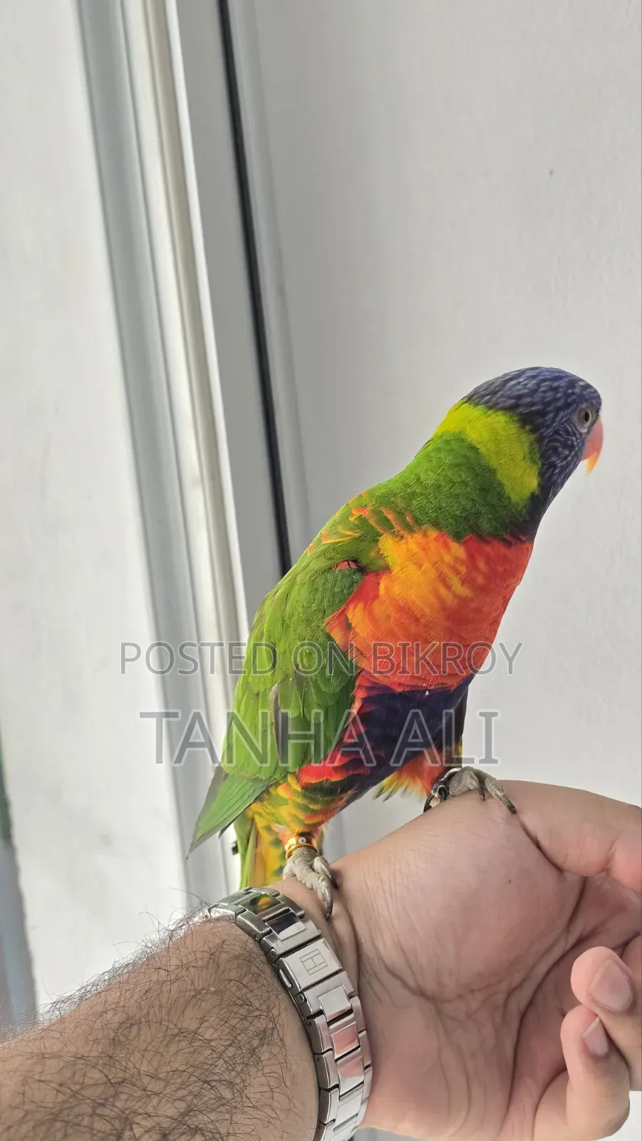 Yellow Collared Lorikeet