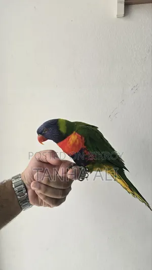 Yellow Collared Lorikeet