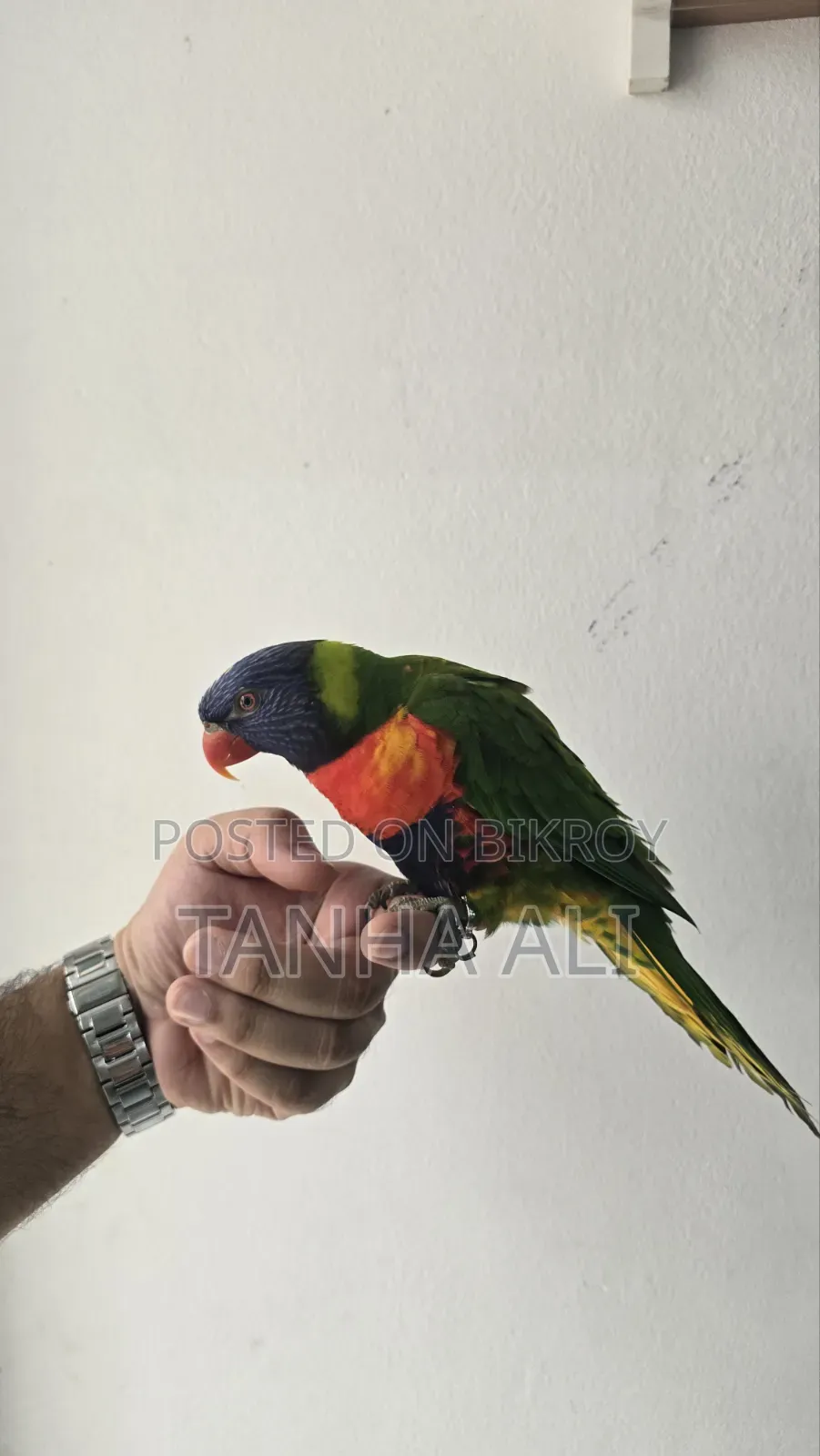 Yellow Collared Lorikeet