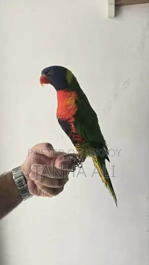 Yellow Collared Lorikeet