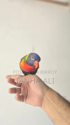 Yellow Collared Lorikeet