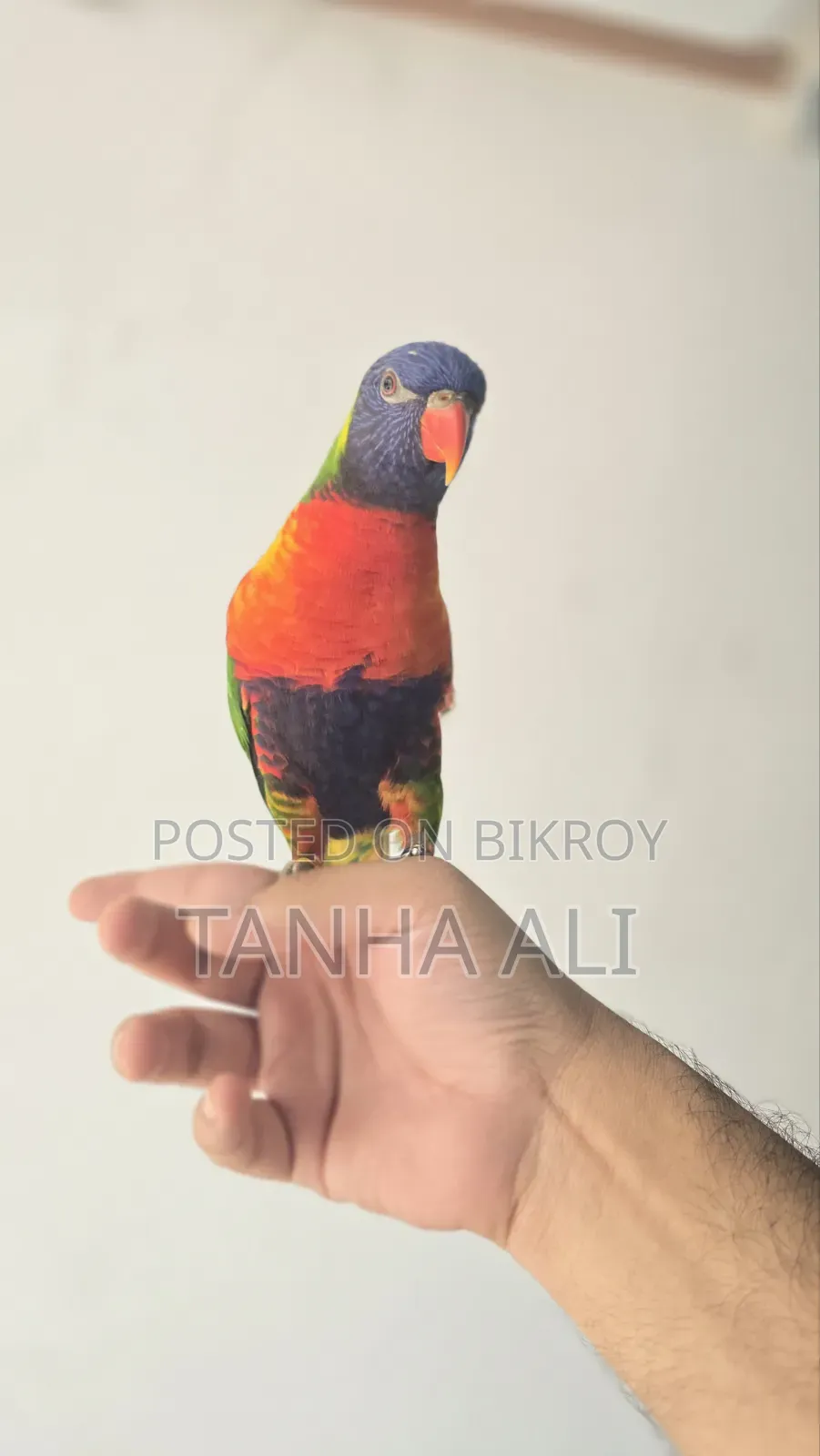 Yellow Collared Lorikeet