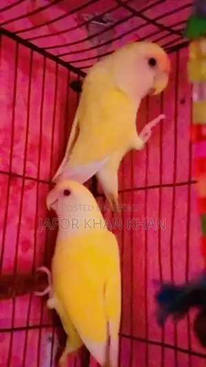 লাব্বাইট পাখি এক জোড়া বিক্রি করবো ডিম সহ খাচা আছে