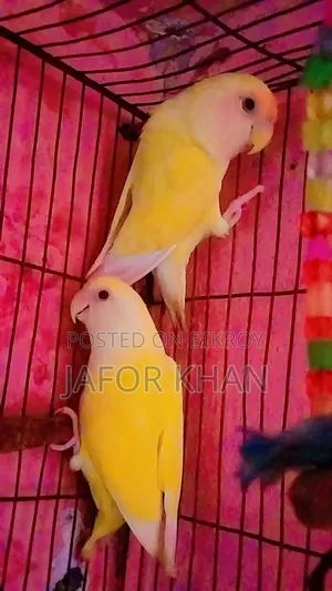 লাব্বাইট পাখি এক জোড়া বিক্রি করবো ডিম সহ খাচা আছে