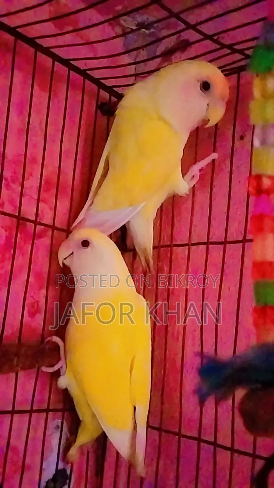 লাব্বাইট পাখি এক জোড়া বিক্রি করবো ডিম সহ খাচা আছে