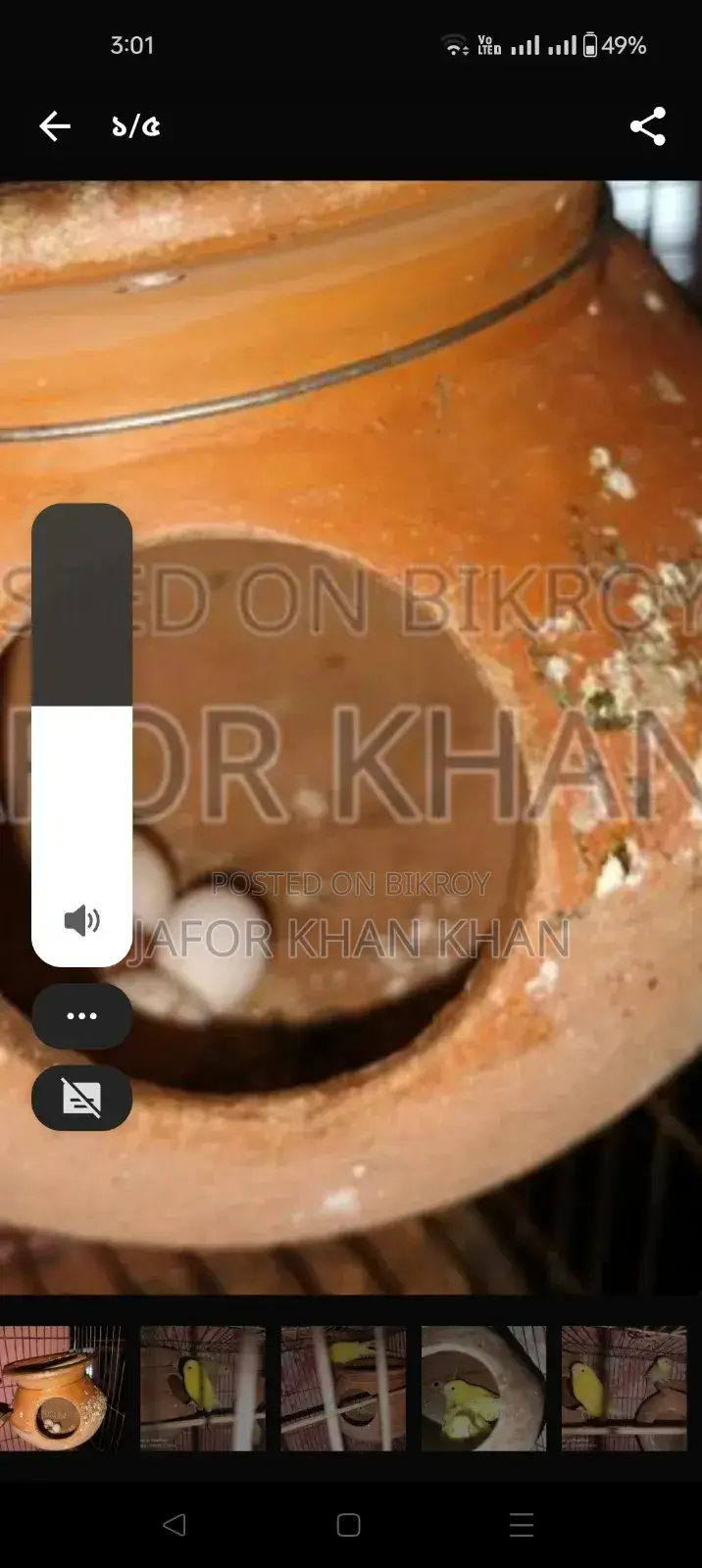 লাব্বাইট পাখি এক জোড়া বিক্রি করবো ডিম সহ খাচা আছে