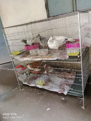 কবুতারের খাচা