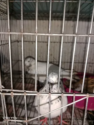 কবুতারের খাচা