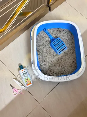 ৩-৬ মাসের ফিমেল পিওরব্রেড পার্সিয়ান
