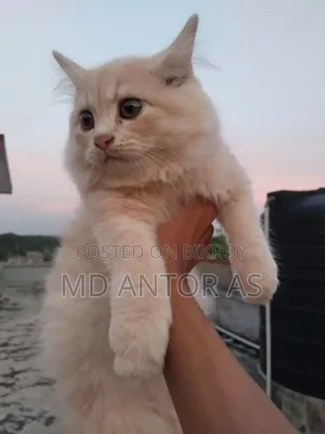 1-3 months Female Purebred Persian