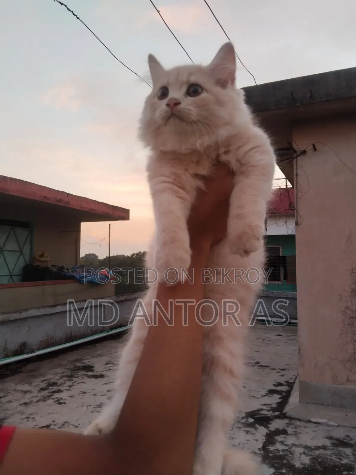 1-3 months Female Purebred Persian