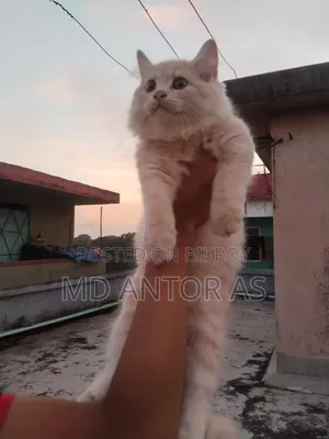 1-3 months Female Purebred Persian