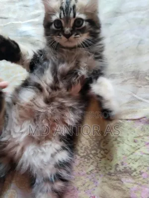 1-3 months Female Purebred Persian