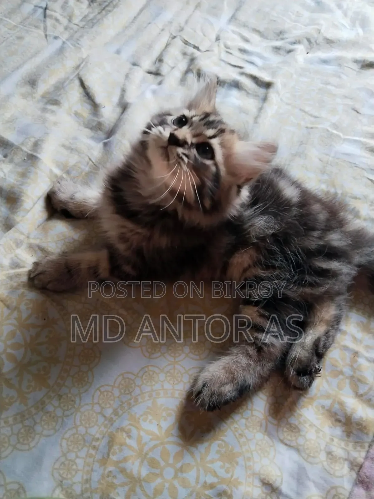 1-3 months Female Purebred Persian