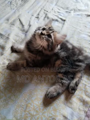 1-3 months Female Purebred Persian