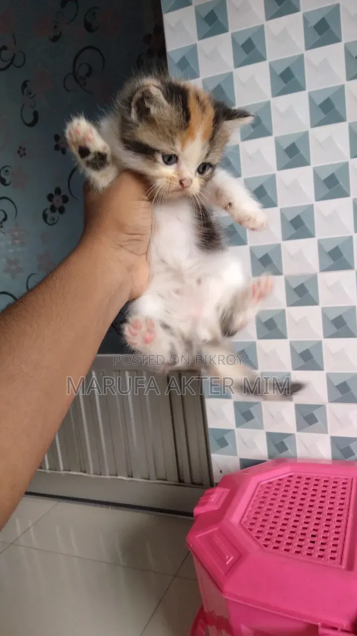 1-3 months Female Mixed Breed Persian
