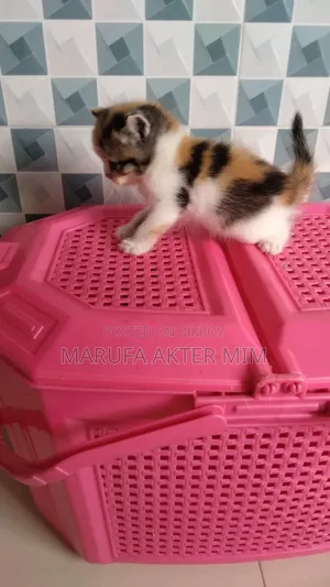 1-3 months Female Mixed Breed Persian