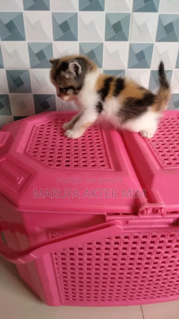 1-3 months Female Mixed Breed Persian