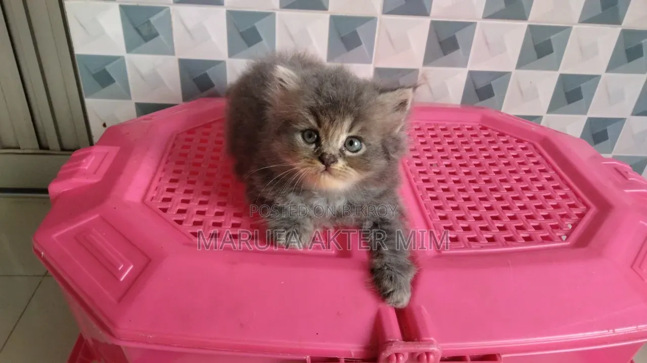 1-3 months Male Purebred Persian